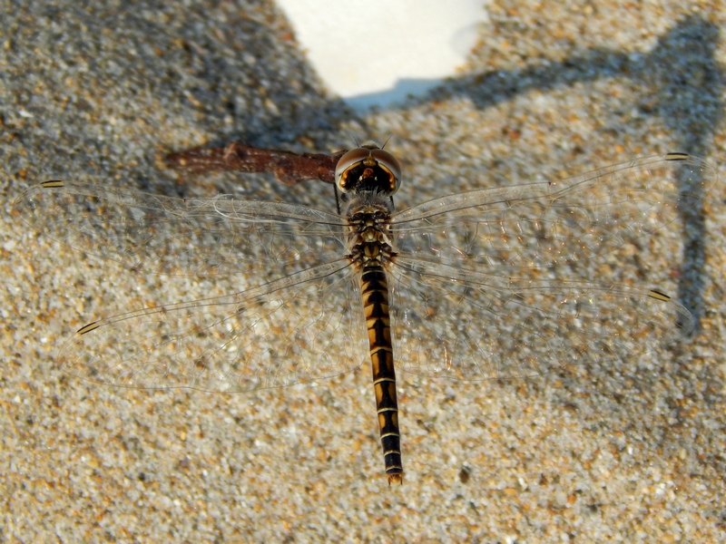 Selysiothemis nigra, femmina
